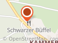 Schwarzer Büffel