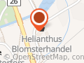 Helianthus