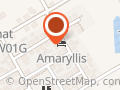 Amaryllis