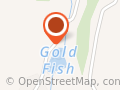 Gold Fish