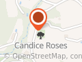 Candice roses