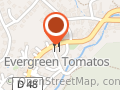 Evergreen Tomatoes