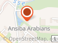 Ansiba Arabians
