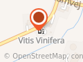 VITIS VINIFERA ApS